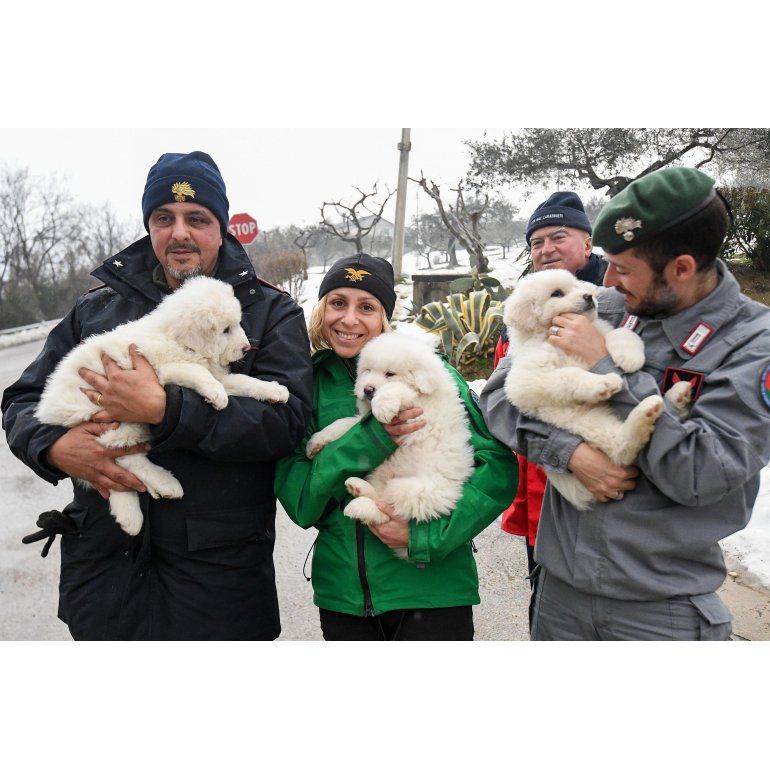 Italia: rescatan a tres cachorros en hotel devastado por avalancha