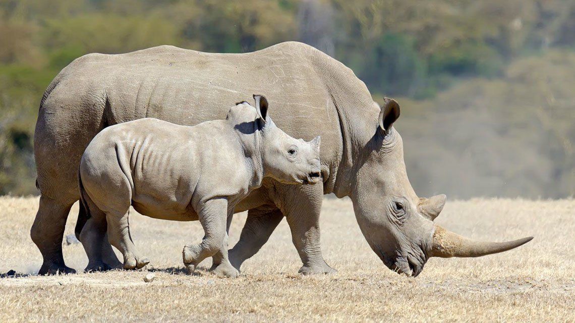 Sudáfrica: Incautan 63 kg de cuernos de rinoceronte.