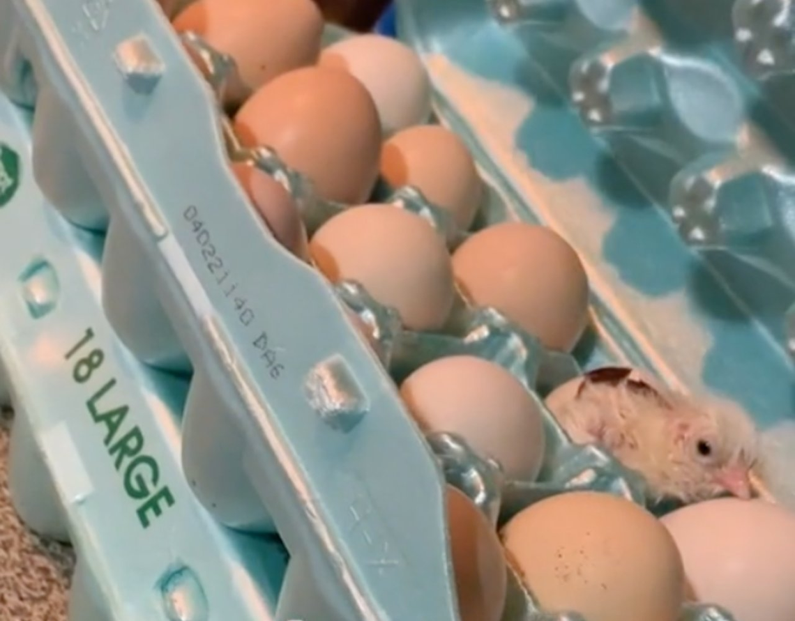 Furor por el video viral de una mujer que encontró un pollito en la caja de huevos
