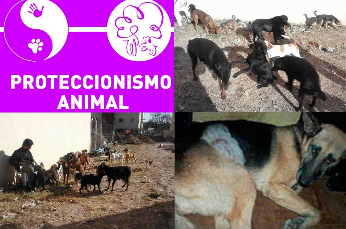 Proteccionismo animal: 10 años cuidando a las mascotas