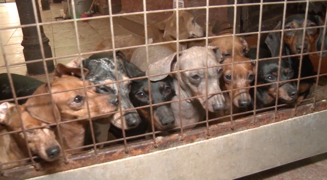 Rescataron a 55 perros de un criadero ilegal de Caballito.