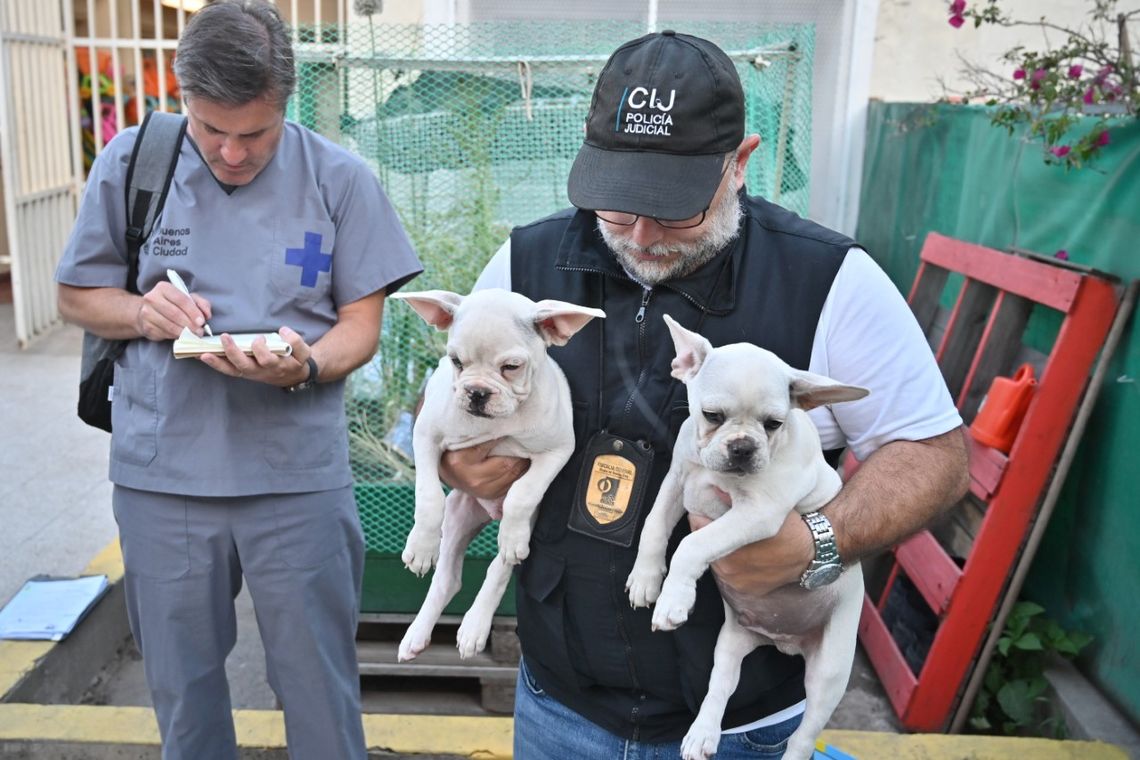 Rescataron a quince perros de un criadero ilegal.