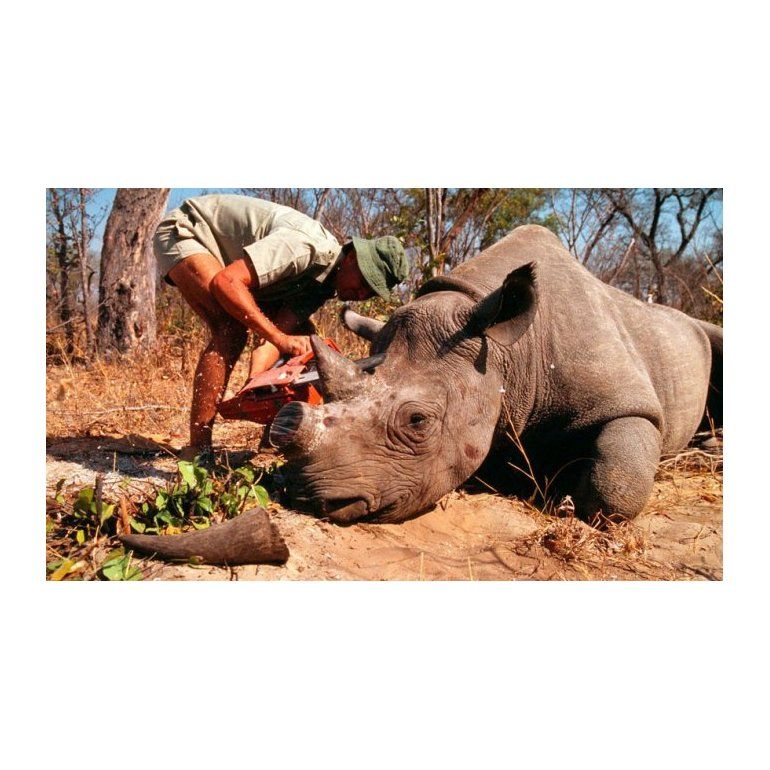 Cazador deberá pasar 77 años de cárcel por matar rinocerontes