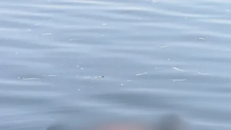 El cuerpo fue hallado en una laguna lindera a la subida de la Autopista La Plata–Buenos Aires, a la altura de Ensenada; interviene la Fiscalía N° 8.