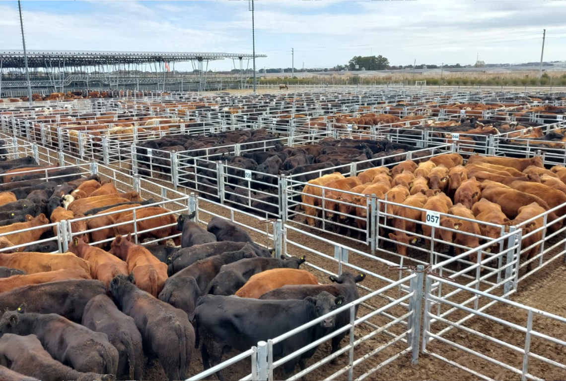 El precio promedio del kilo vivo en el mercado de Cañuelas llegó a $2.206