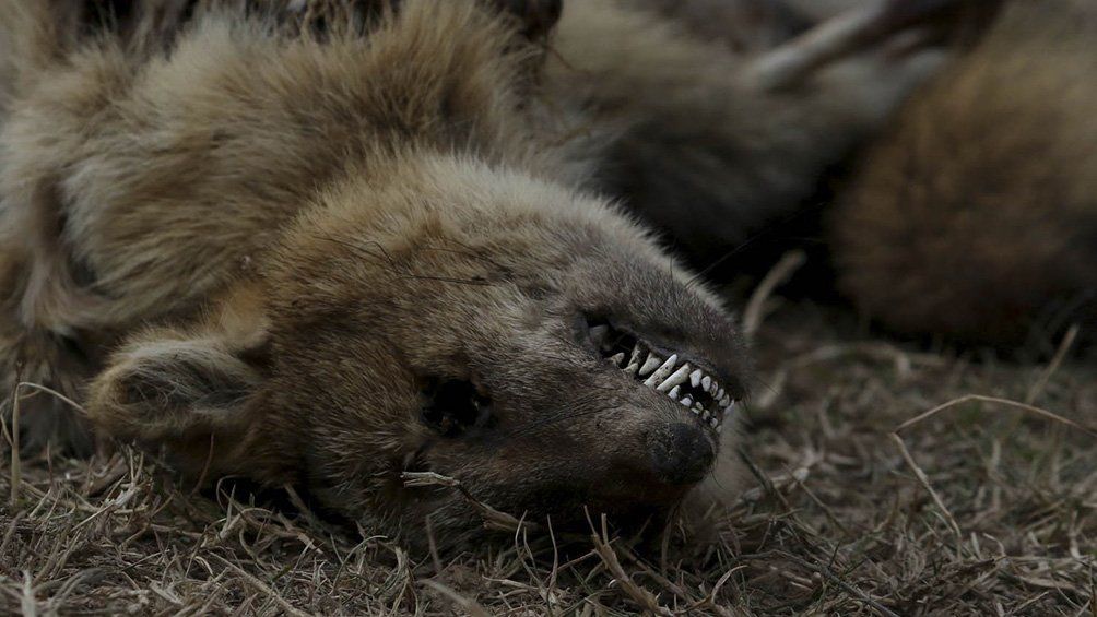Quema en Delta del Paraná: denuncian la pérdida casi total de la fauna