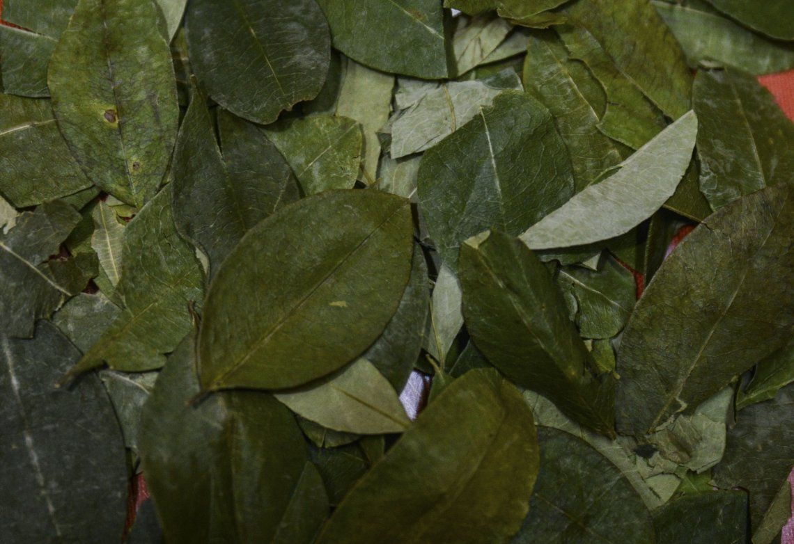 Se pagan hasta 30 mil pesos por un kilo de hojas de coca