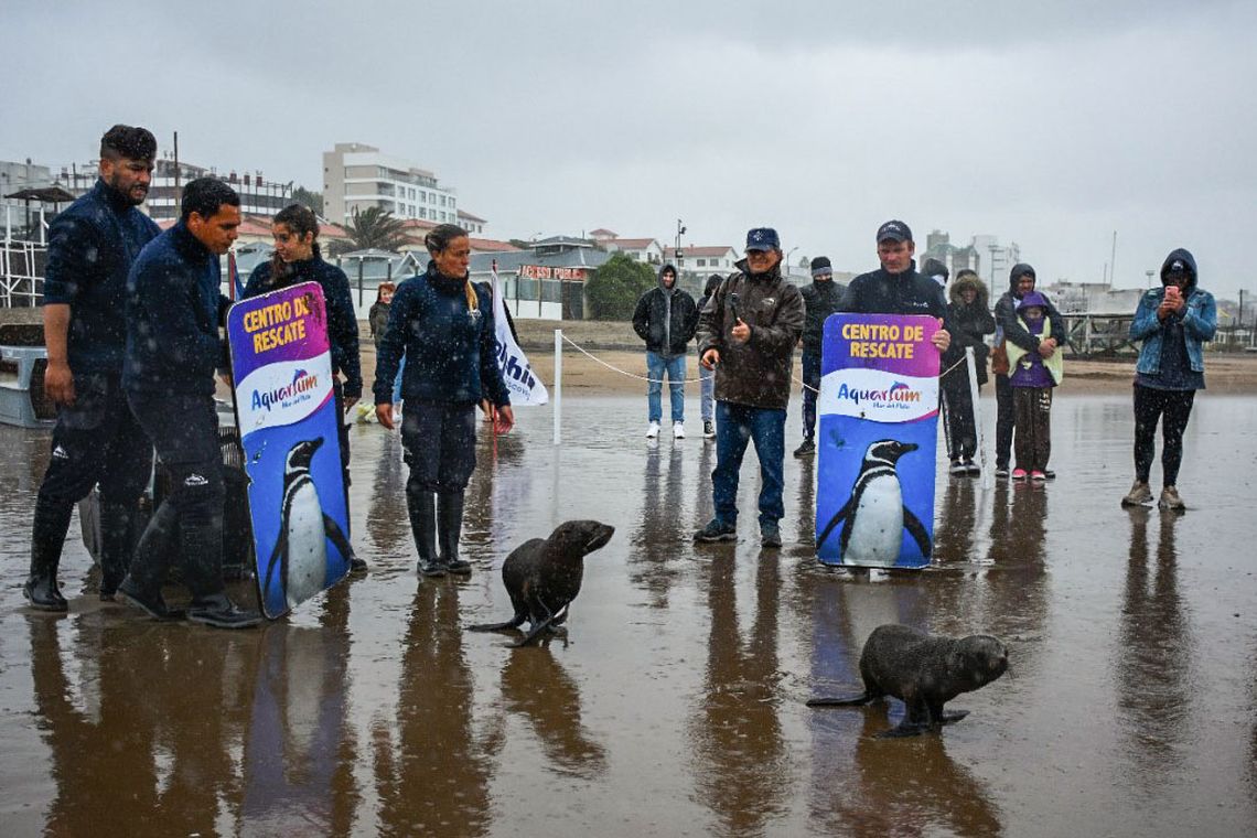 Mar del Plata: así regresaron al mar cuatro lobos marinos rehabilitados