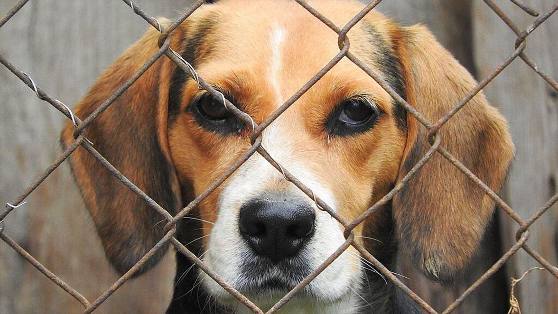 España: repudio a un experimento científico que planea sacrificar a más de 30 cachorros Beagle.