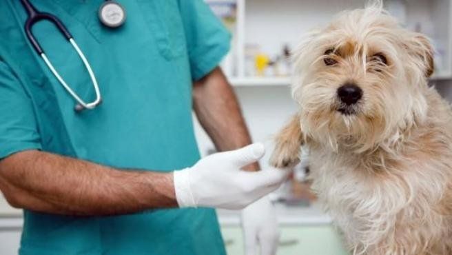 ¿Por qué es tan importante la castración de perros y gatos?