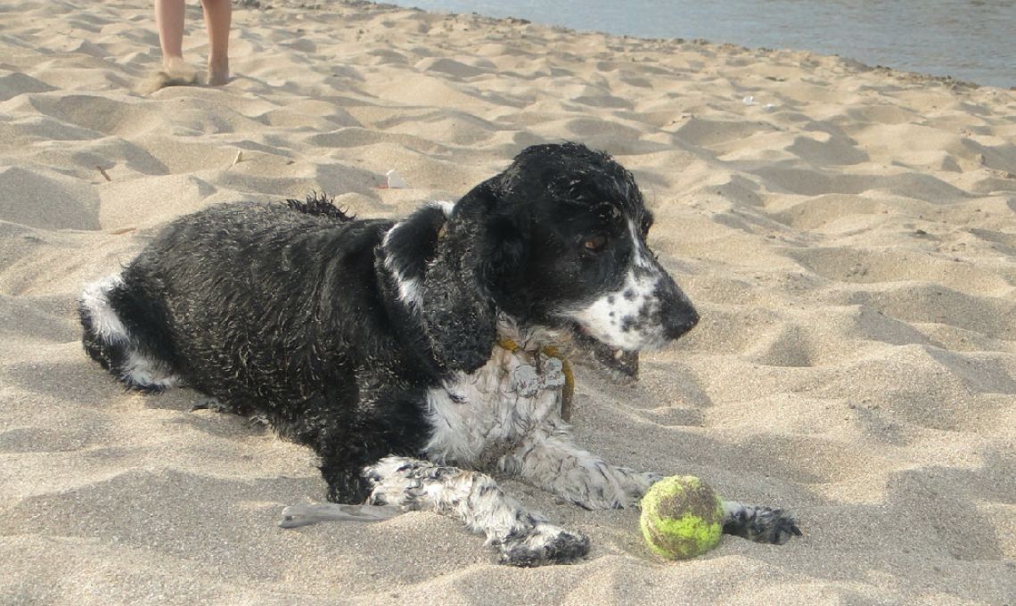 Mar del Plata: Tito, el perro callejero que conoció el mar de viejo