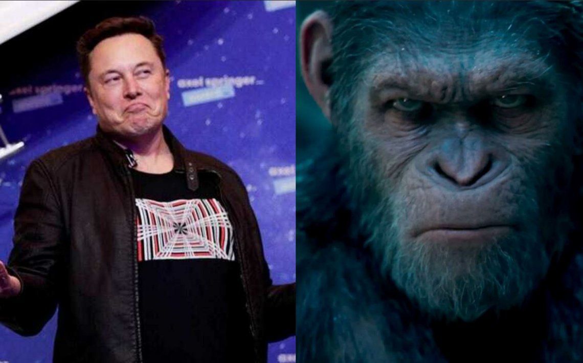 Elon Musk le implantó un chip en la cabeza a un mono