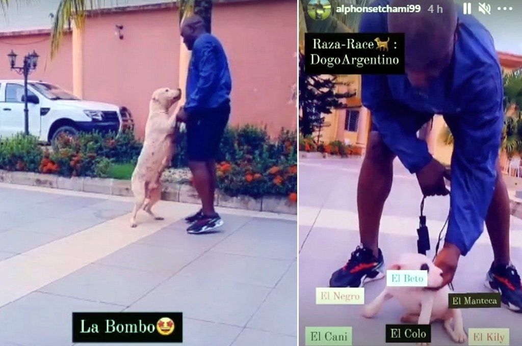 Tchami, en su residencia de Camerún, jugando con su perra La Bombo y su camada de cachorros.