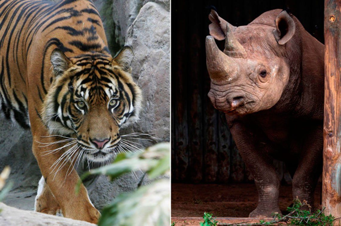 China legaliza el comercio de productos a base de tigre y rinoceronte