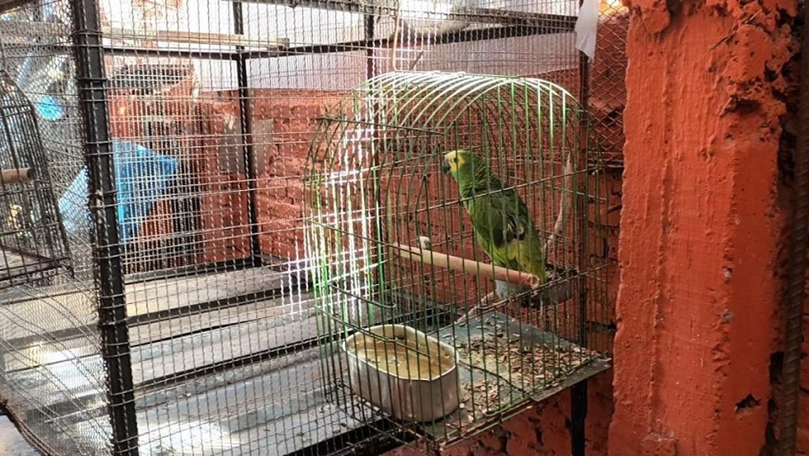 Rescataron aves en cautiverio en Avellaneda