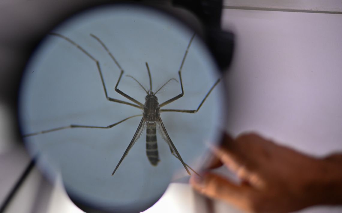 El mosquito Aedes aegypti, responsable de transmitir el dengue.