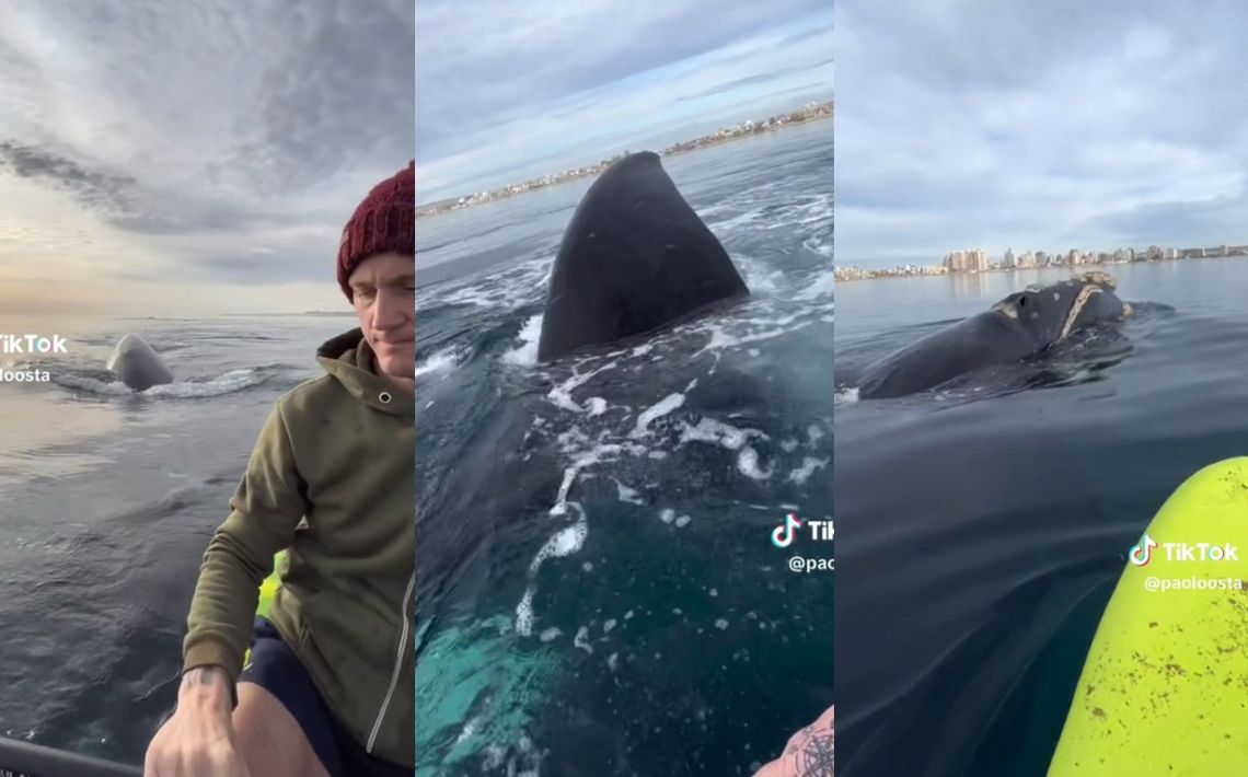 Puerto Madryn: una pareja se filmó remando con ballenas y Greenpeace compartió el video.
