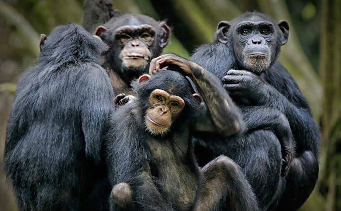 Los chimpancés se vuelven más selectivos con los amigos en la vejez