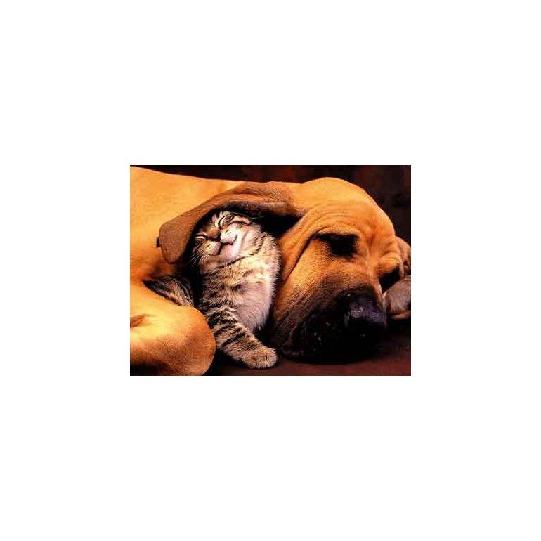El estudio señala que el perro es más inteligente que el gato..
