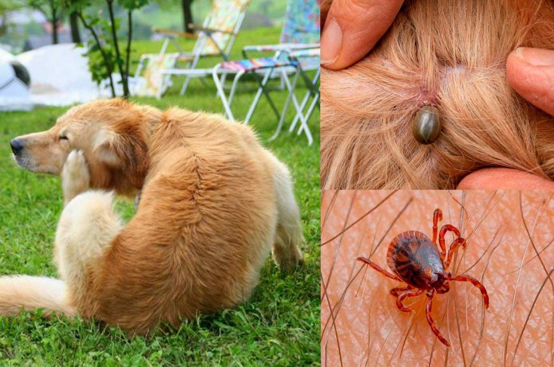Cómo eliminar a los parásitos de las mascotas