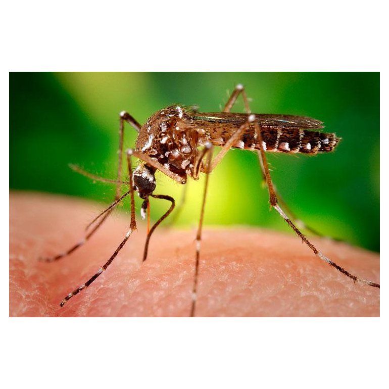 El gobierno, preocupado por los casos de dengue