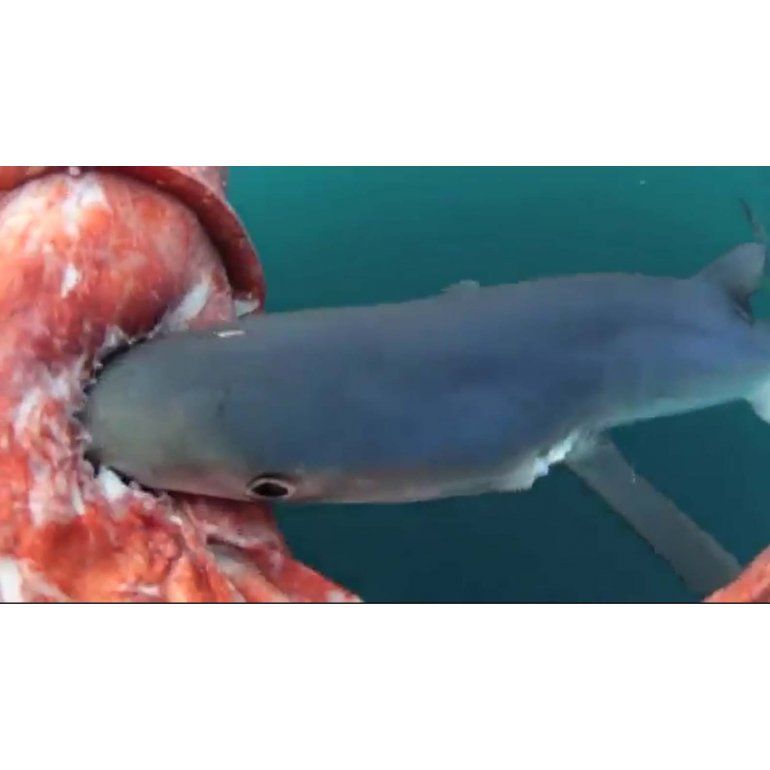 Un tiburón se come a un calamar gigante