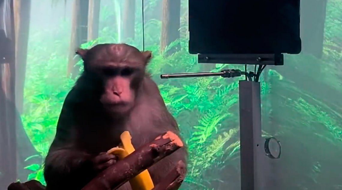 Mono juega a un videojuego con la mente