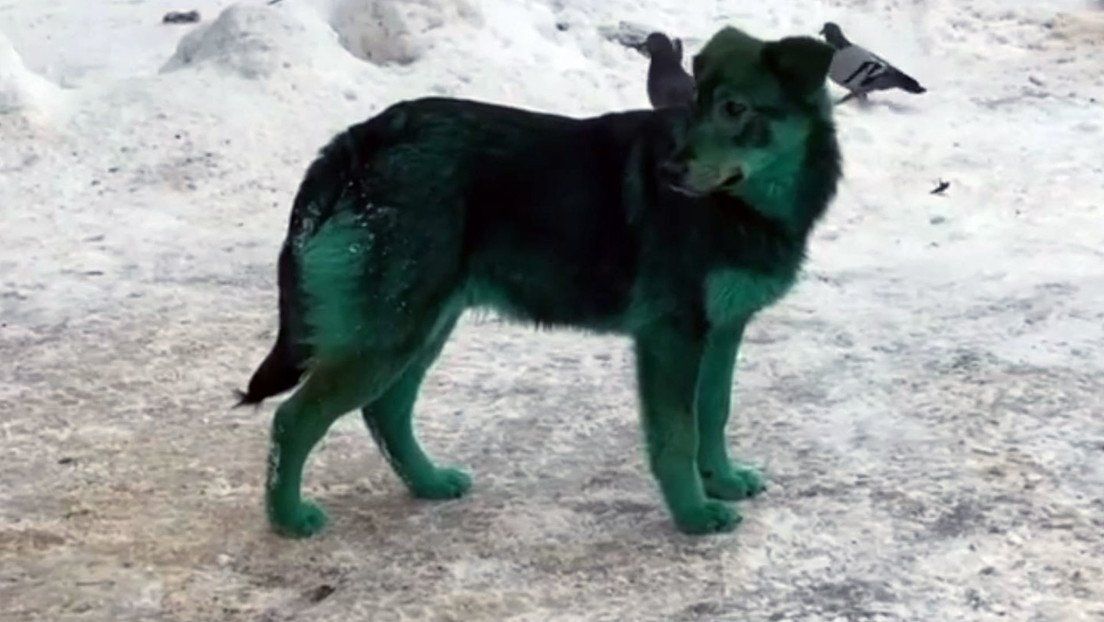Rusia: perros de color verde