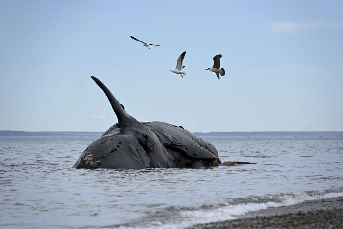 Confirmaron de qué murieron las ballenas en Península Valdés