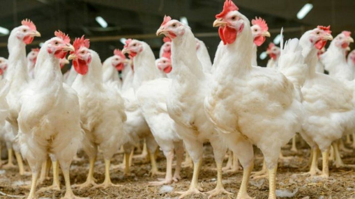 En Europa preocupa el incremento de casos de gripe aviar
