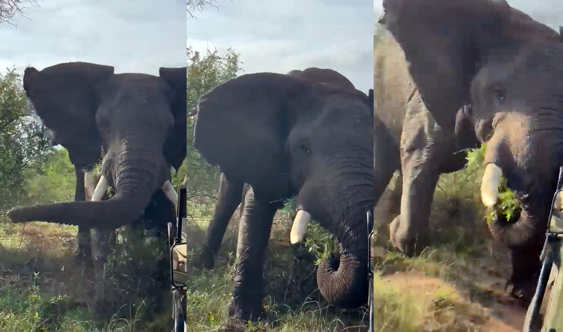 Feroz ataque de un elefante en celo a turistas en un safari