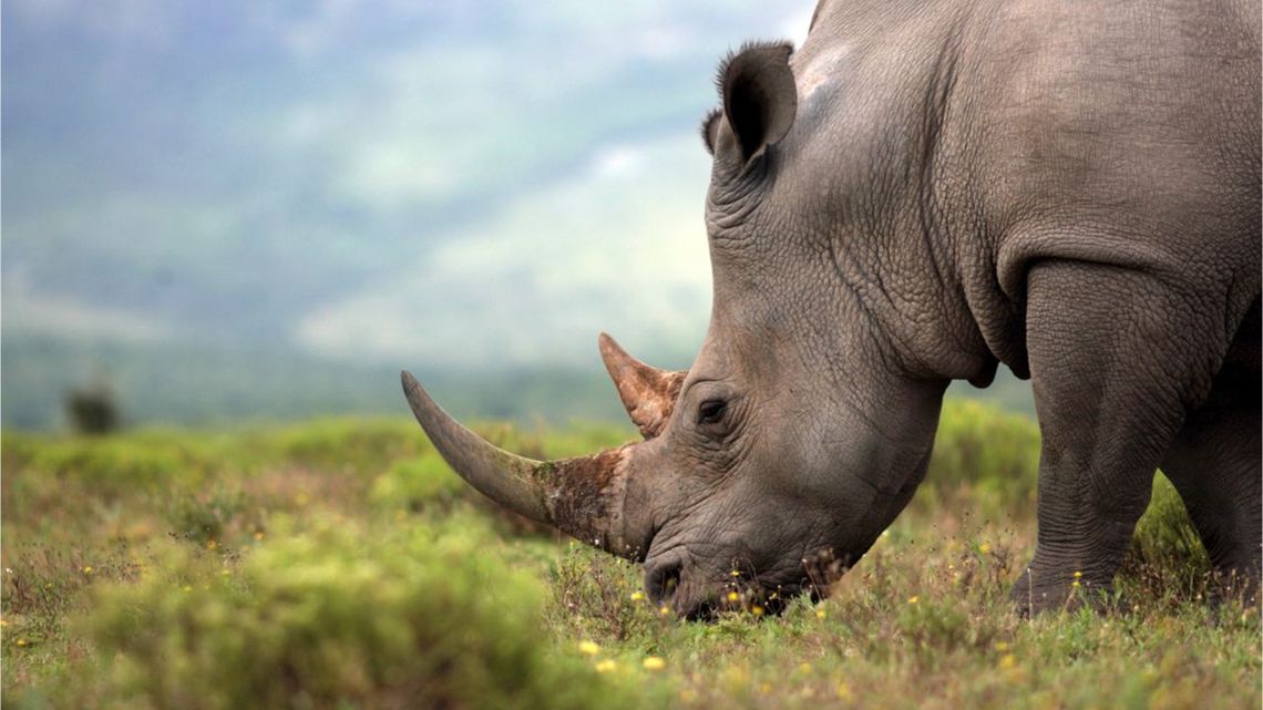 Subastan el primer cuerno de rinoceronte NFT en Sudáfrica
