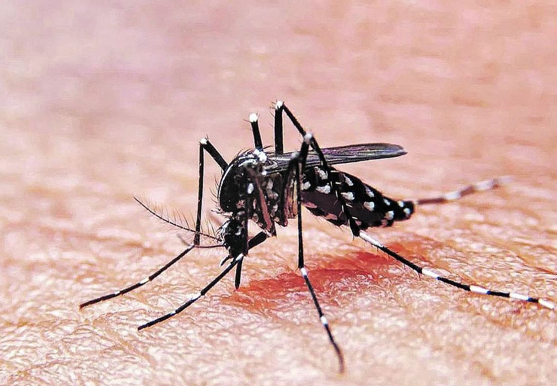 Sólo las hembras mosquito transmiten el dengue, señalan especialistas.