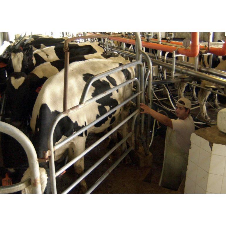 En 2016 cerraron 460 tambos y la producción de leche bajó un 10%
