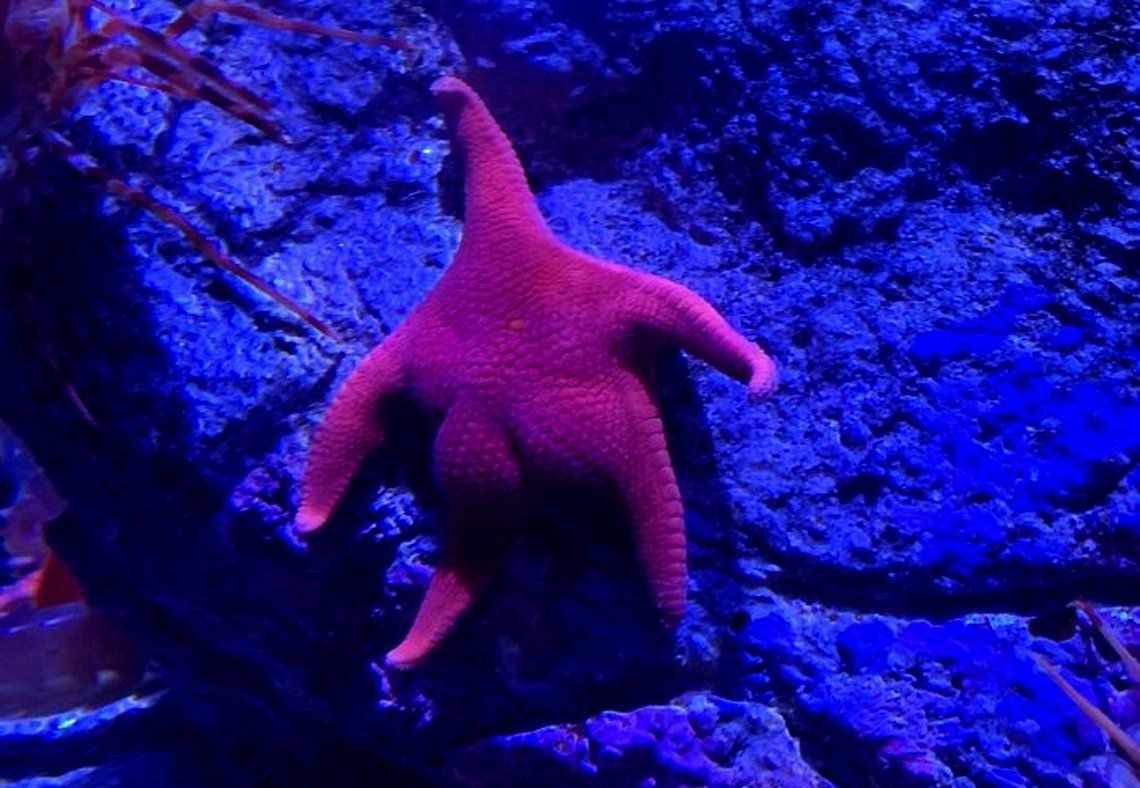 Encuentran una estrella de mar muy parecida a Patricio de Bob Esponja