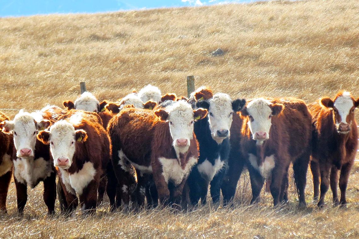 Robaron vacas valuadas en más de $20 millones, las faenaron y repartieron la carne
