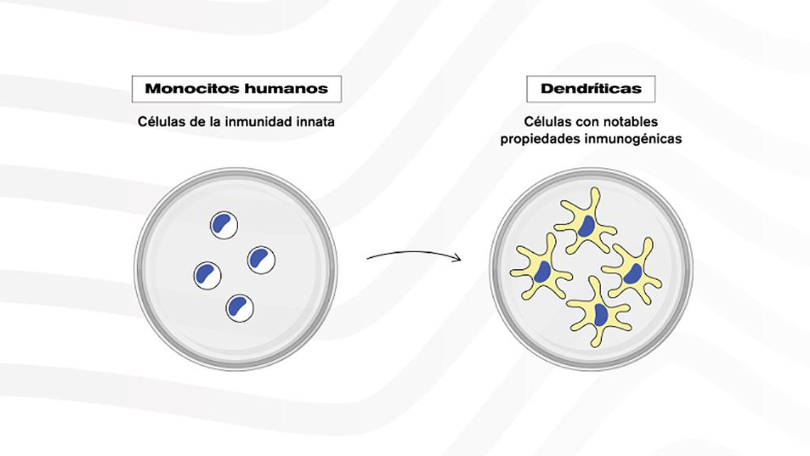 Investigadores del Conicet avanzarán en pruebas en modelos experimentales de una nueva vacuna antitumoral