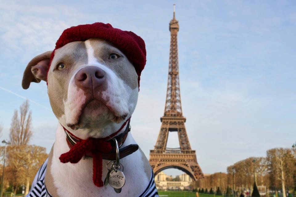 Las cinco ciudades que mas respetan a los perros