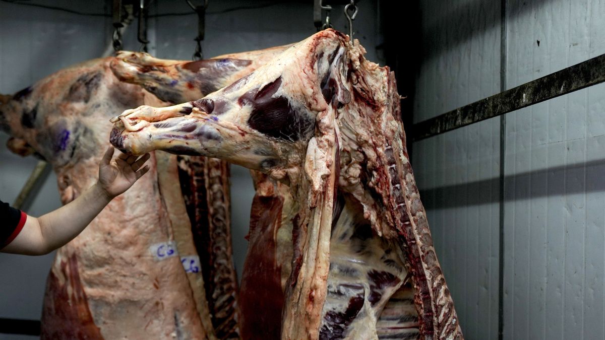 Retenciones: el Gobierno evalúa una rebaja para la exportación de carne  vacuna