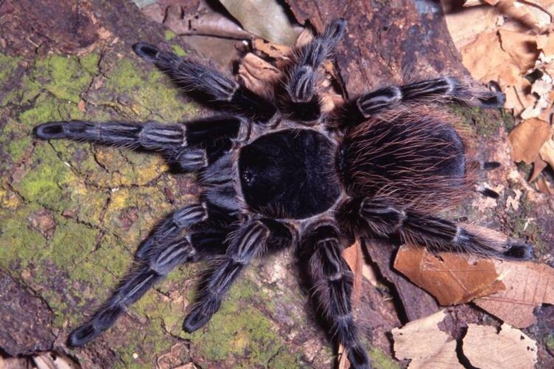 La araña cangrejo ('Vitalius wacketi') y la esperanza de una cura para el cáncer La araña cangrejo ('Vitalius wacketi') y la esperanza de una cura para el cáncer