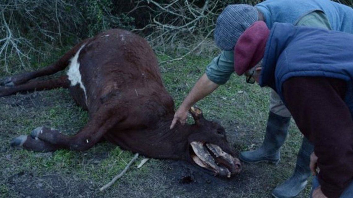 Misterio en Santa Fe por siete vacas mutiladas