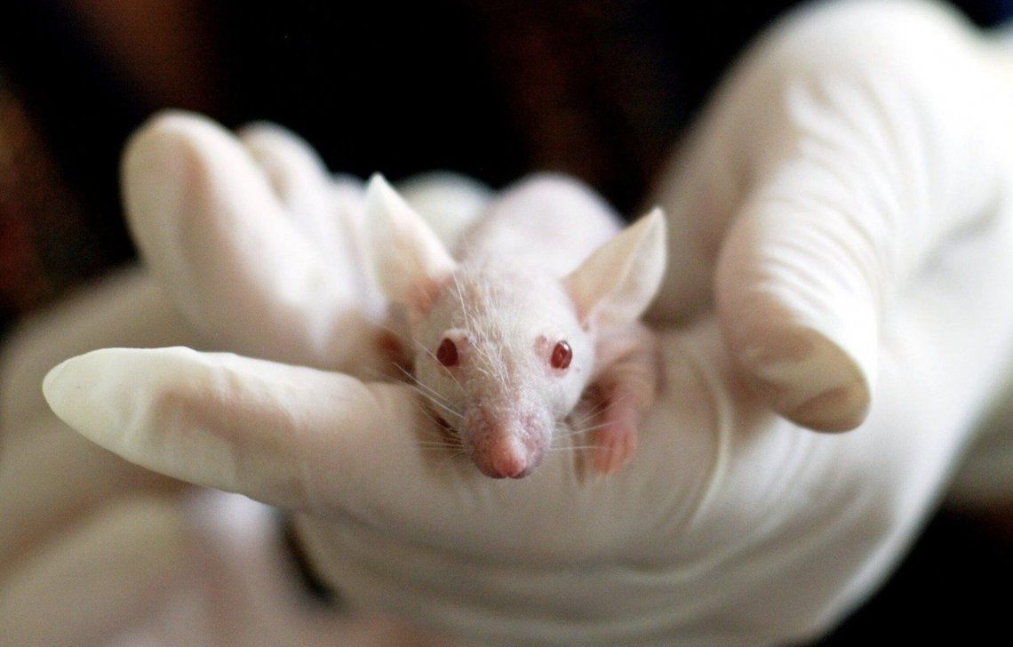 Logran retrasar envejecimiento en ratones y esperan poder hacerlo en humanos