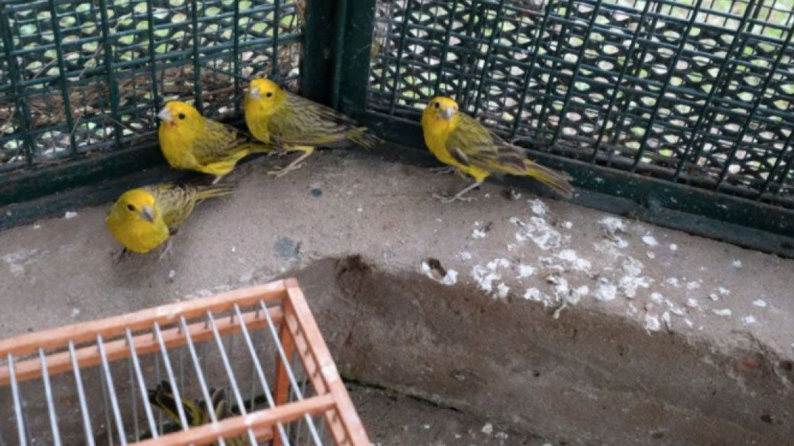 Liberaron a 19 aves silvestres.
