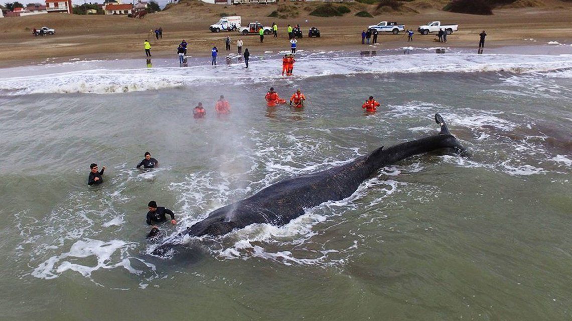 Intentan rescatar a una ballena encallada en Punta Mogotes