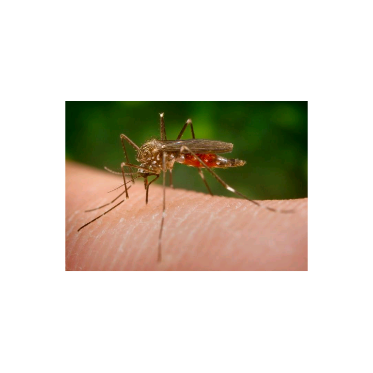 Vacuna contra el zika: laboratorio asegura estar cerca de tenerla