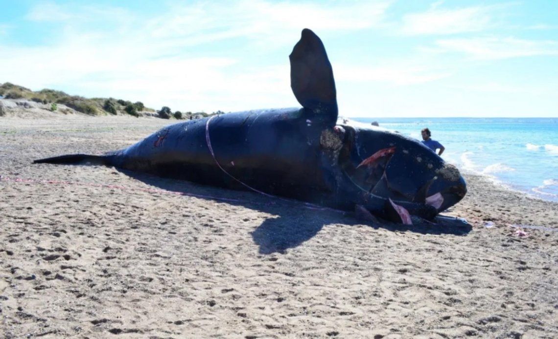 Chubut: ballena muerta por ingerir basura. 