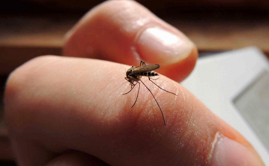 Córdoba: confirman más de 250 casos de dengue
