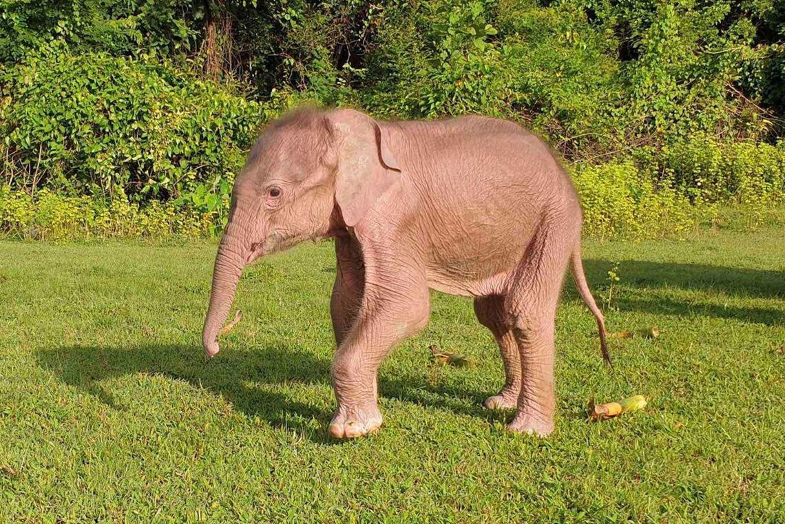 Myanmar: nació un inusual elefante blanco