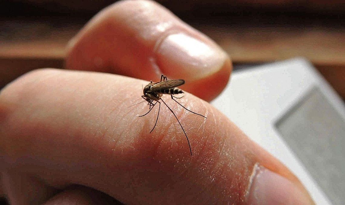 El mosquito Aedes aegypti vuelve a activarse con el calor y las autoridades piden reforzar las medidas de prevención.