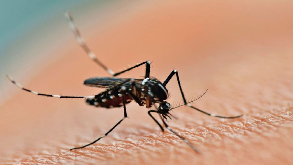 El mosquito Aedes aegypti es capaz de transmitir los virus dengue, zika y chikungunya.